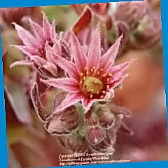  цветок альпийская горка 
